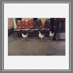 Levitt_11